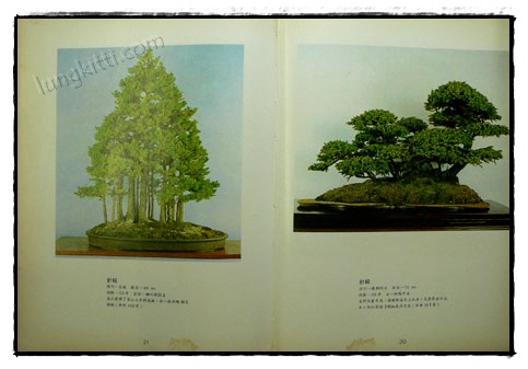 คู่มือบอนไซ 019627 (1)