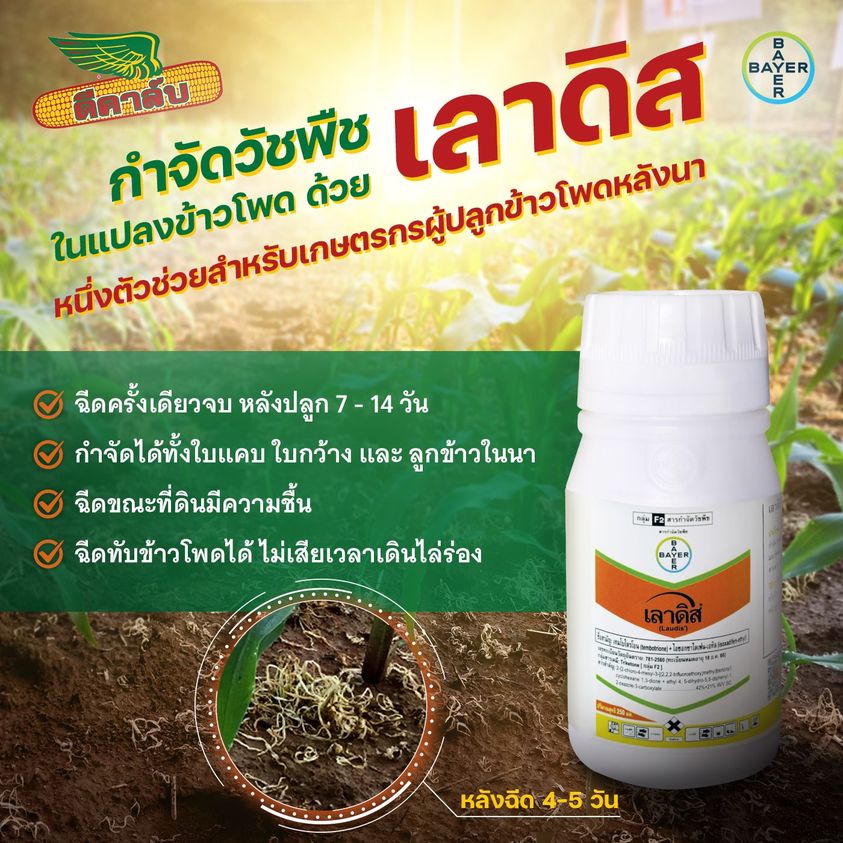 เลาดิส+ฮาสเทน 250ml.+ 500ml. เทมโปรไตรโอน กำจัดหญ้า วัชพืช ข้าวโพดผี ข้าวฟ่างผี ในไร่ข้าวโพด