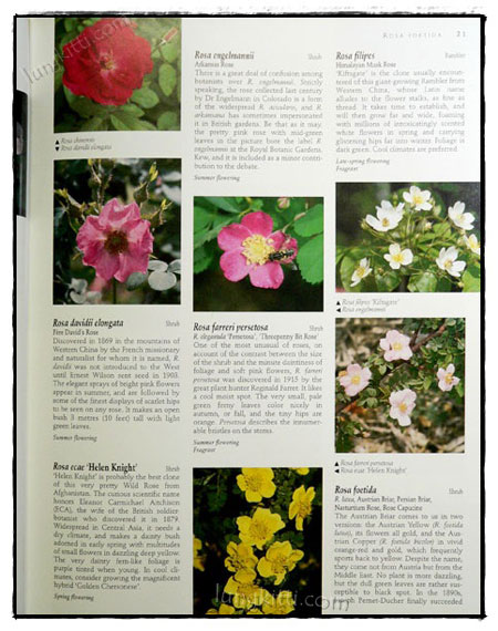 THE ULTIMATE ROSE BOOK 023874 (1)