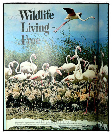 Our Magnificent Wildlife - How To Enjoy and Preserve It 019621 (1)