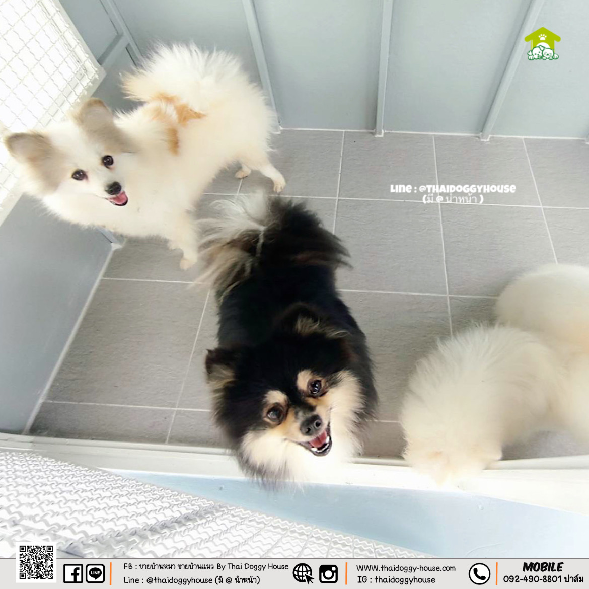 บ้านหมา บ้านแมว "𝐍𝐎𝐑𝐃𝐈𝐂 𝐒𝐓𝐘𝐋𝐄 𝐁𝐘 𝐓𝐇𝐀𝐈 𝐃𝐎𝐆𝐆𝐘 𝐇𝐎𝐔&#x