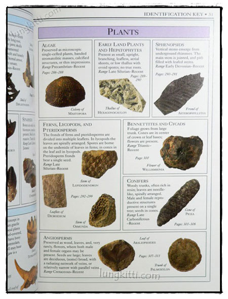 EYEWITNESS HANDBOOKS : FOSSILS 023856