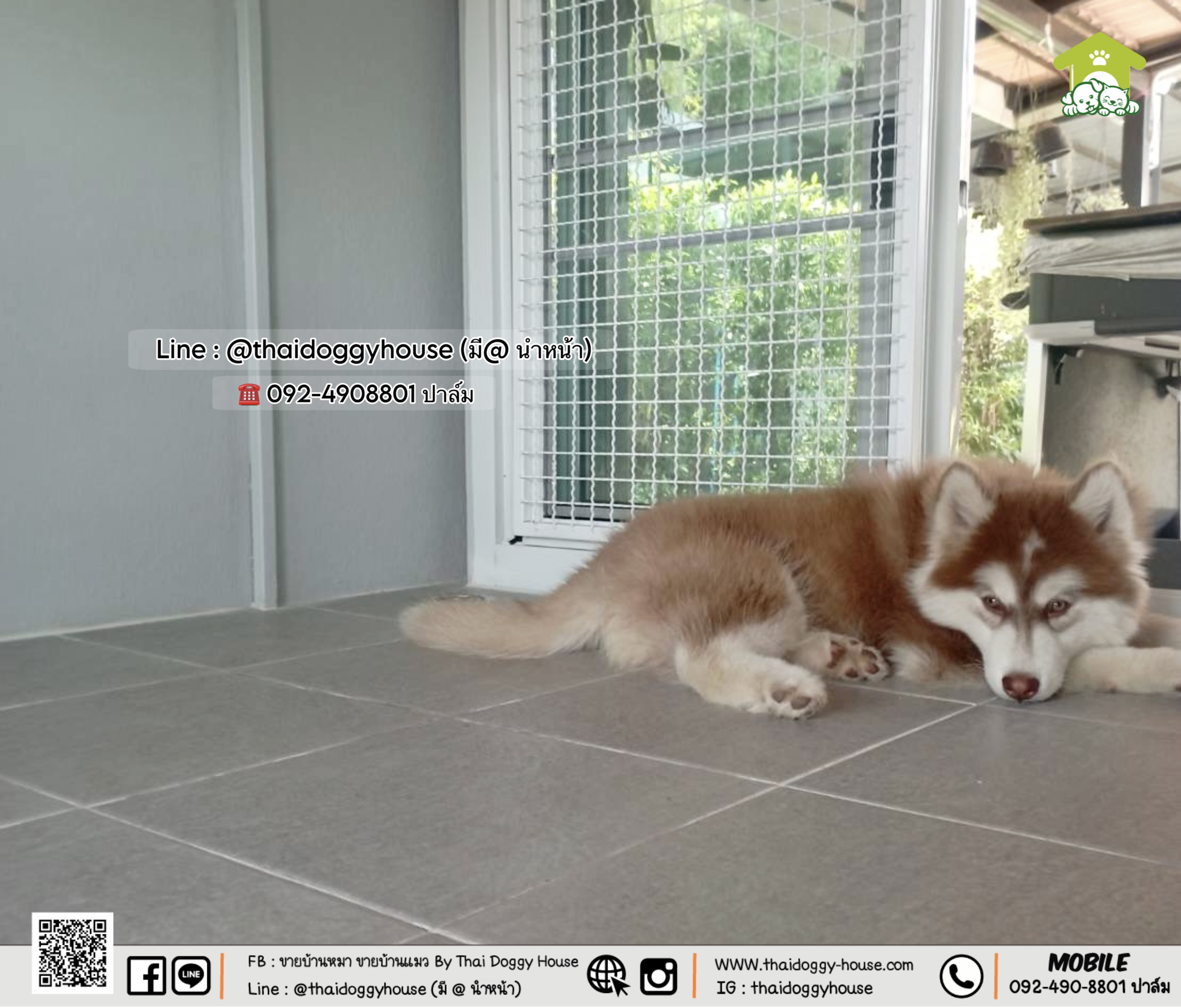 🏠 🎀" 𝗠𝗜𝗡𝗜𝗠𝗔𝗟 𝗦𝗧𝗬𝗟𝗘 " 🎀🏡 🏡 บ้านหมา บ้านแมว