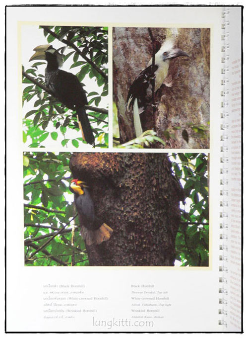 Wings of the wild : บันทึกธรรมชาติด้วยปีกแห่งพงไพร 024159