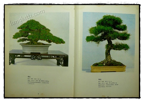 คู่มือบอนไซ 019627 (1)