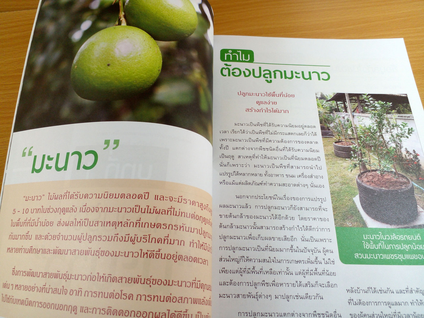 สร้างกำไรด้วยการปลูกมะนาว+ขายต้นกล้า