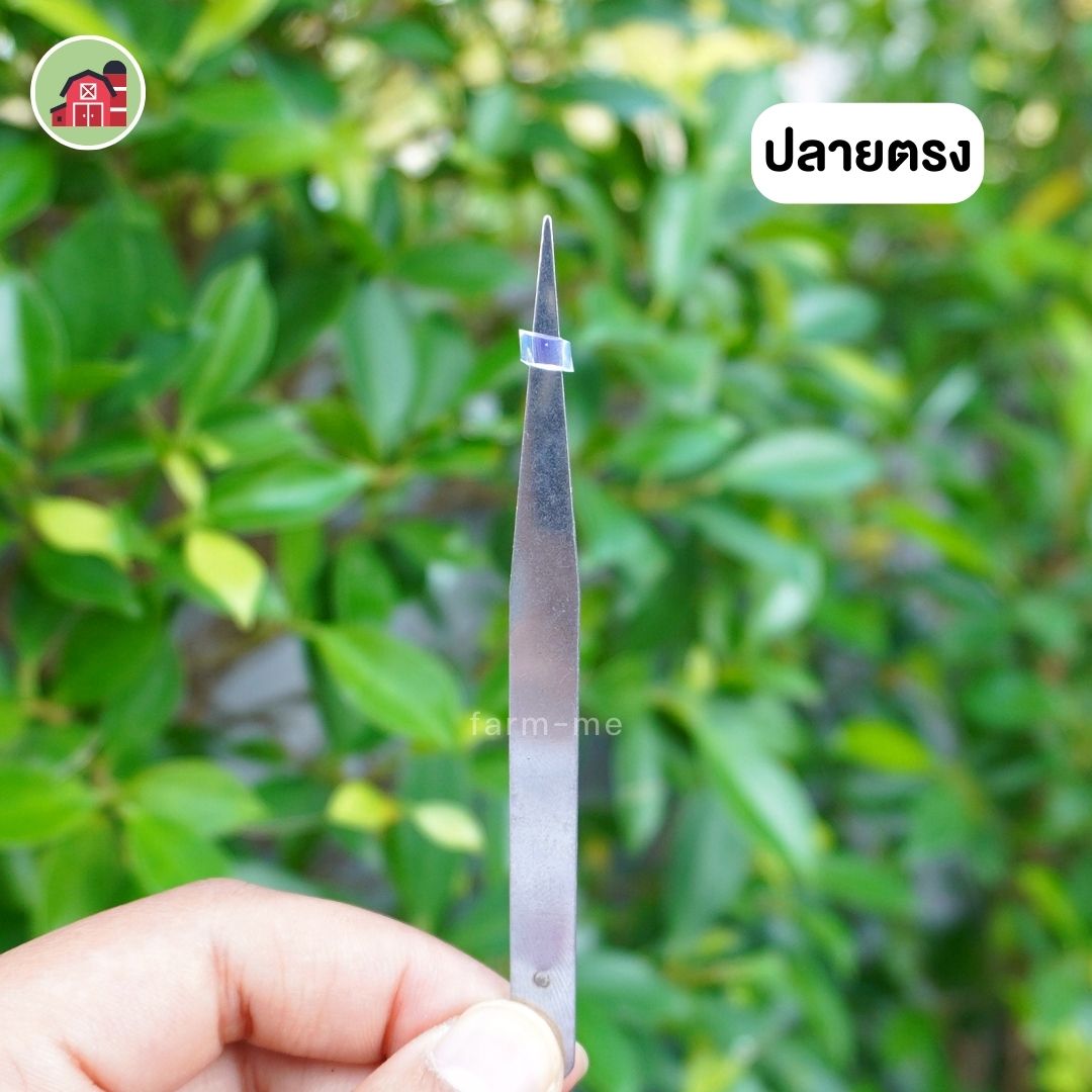 ฟอร์เซป (forcep) คีมหนีบสำหรับผสมเกสรแคตตัส