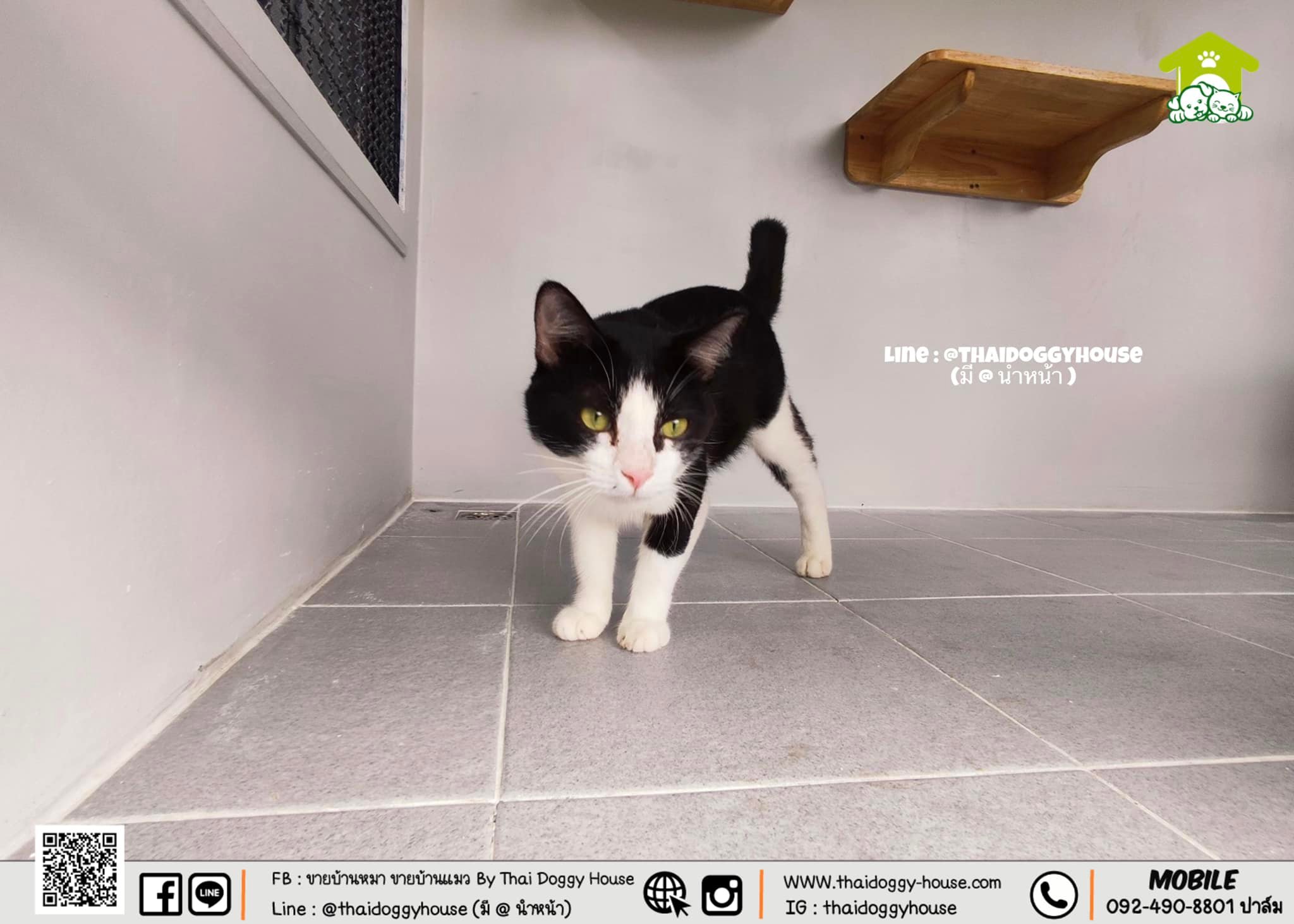 บ้านหมา บ้านแมว Modern Style Thai Doggy House พร้อมตะแกรงเหล็ก มุ้งลวด