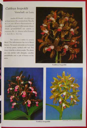 ความสุข จากกล้วยไม้ THE HAPPINESS FROM ORCHIDS (VOL. 1) 005784 (1)