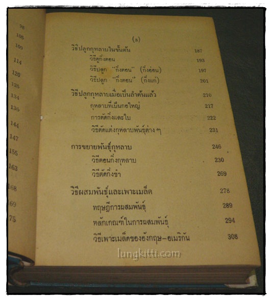 วิธีปลูกและผสมพันธุ์กุหลาบ 023959
