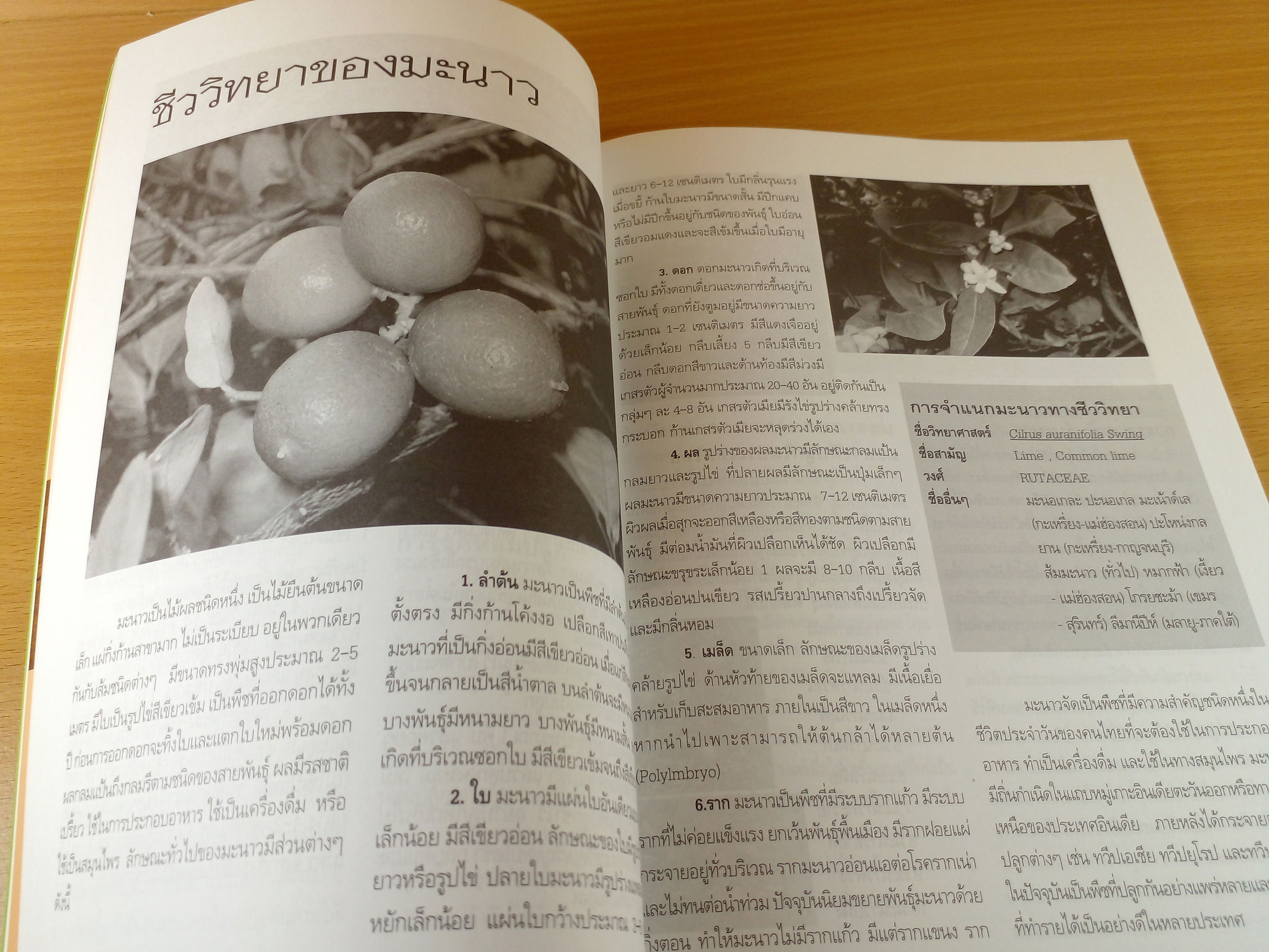 การปลูกมะนาวบนต้นตอมะขวิด