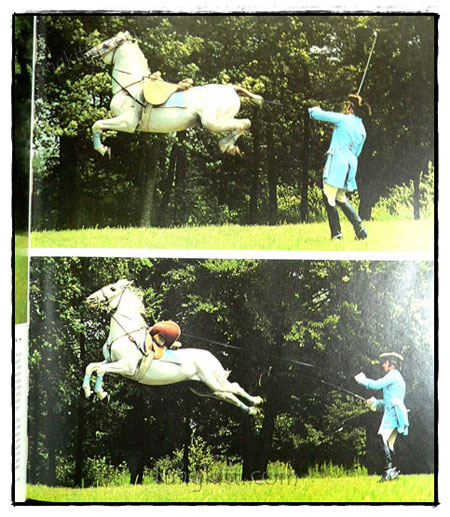SCHOONHEID VAN HET PAARD 019622 (1)