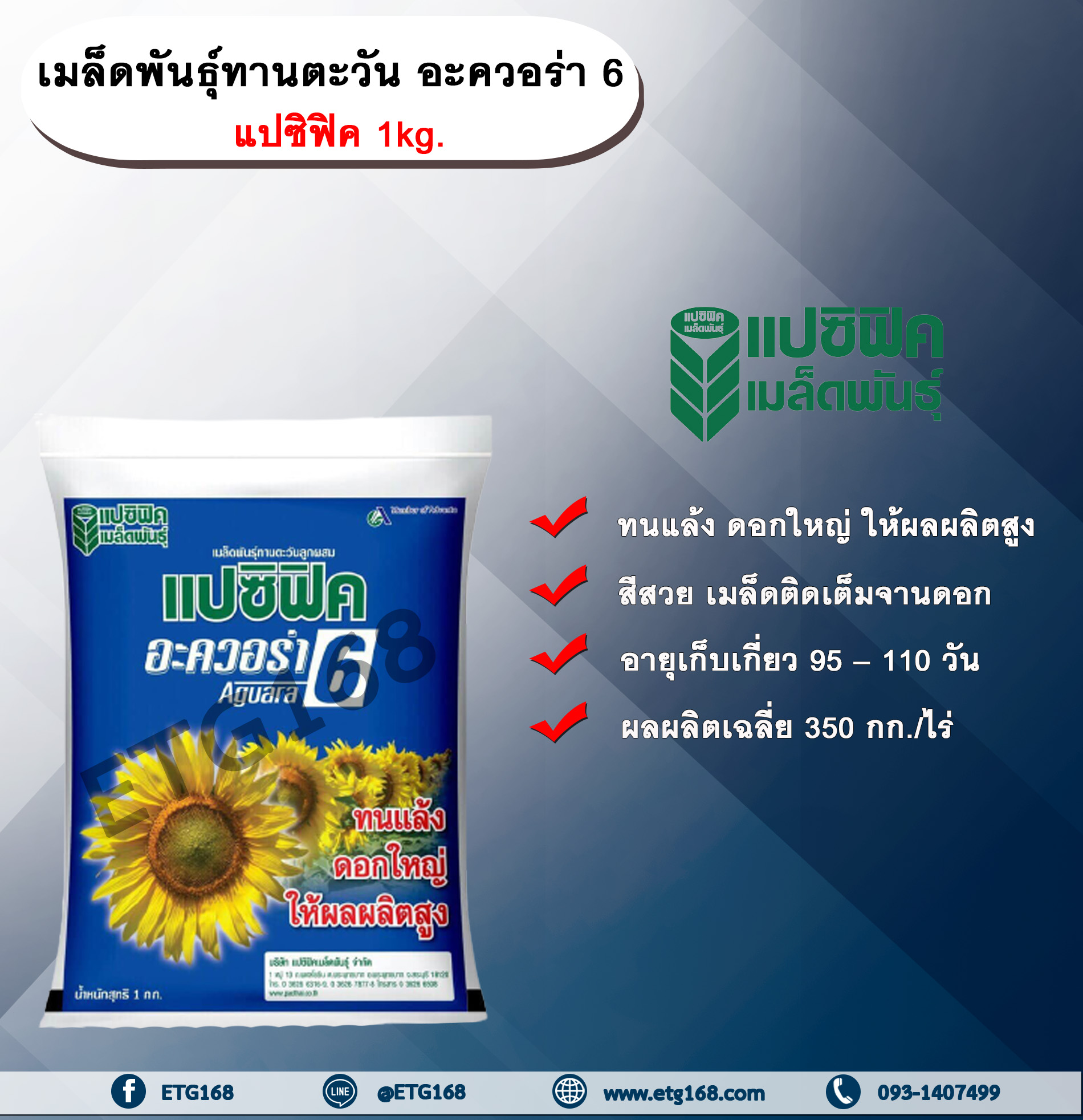 เมล็ดพันธุ์ทานตะวัน อะควอร่า 6 แปซิฟิค 1kg. เมล็ดพันธุ์ทานตะวันลูกผสม ดอกทานตะวัน เมล็ดทานตะวัน เมล็ดพันธุ์แปซิฟิค Sunflower seeds
