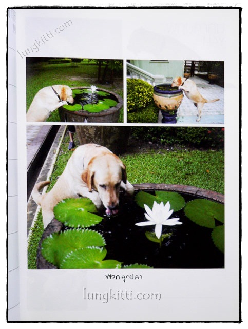 ในร่มเงาวังสระปทุม 020788