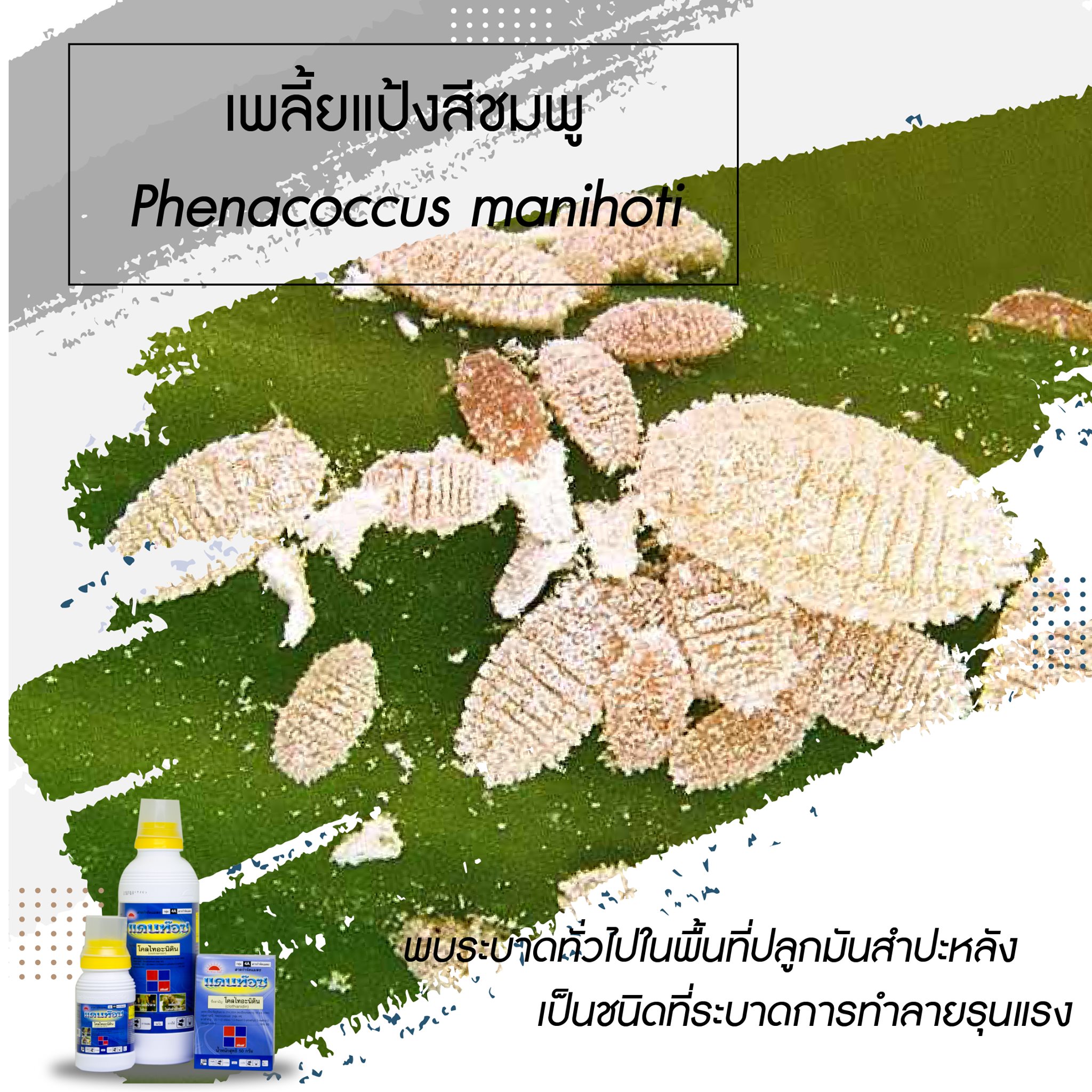 แดนท๊อช 5g. 1 กล่อง 10 ซอง โคลไทอะนิดิน สารกำจัดแมลง เพลี้ยไฟ เพลี้ยแป้ง เพลี้ยอ่อน แมลงหวี่ขาว หนอนชอนใบ ทีเจซี ดูดซึม