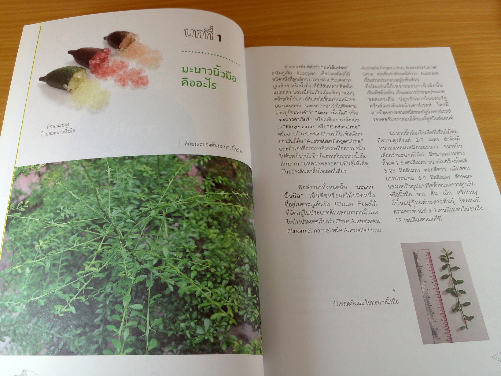 ทำเงินจากมะนาวนิ้วมือ เผยทุกขั้นตอนจากผู้ลงมือปลูกและสำเร็จจริง