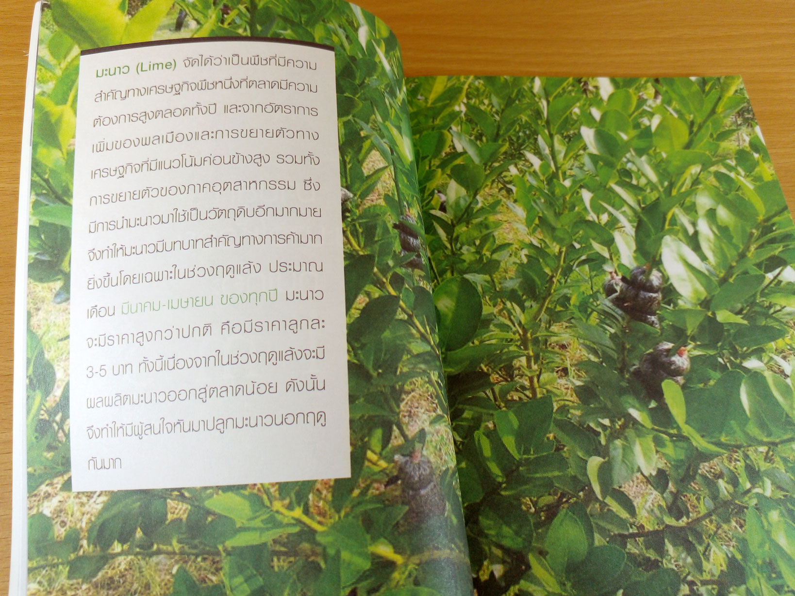 รอบรั้ว รอบรู้ การปลูกมะนาวให้รวย