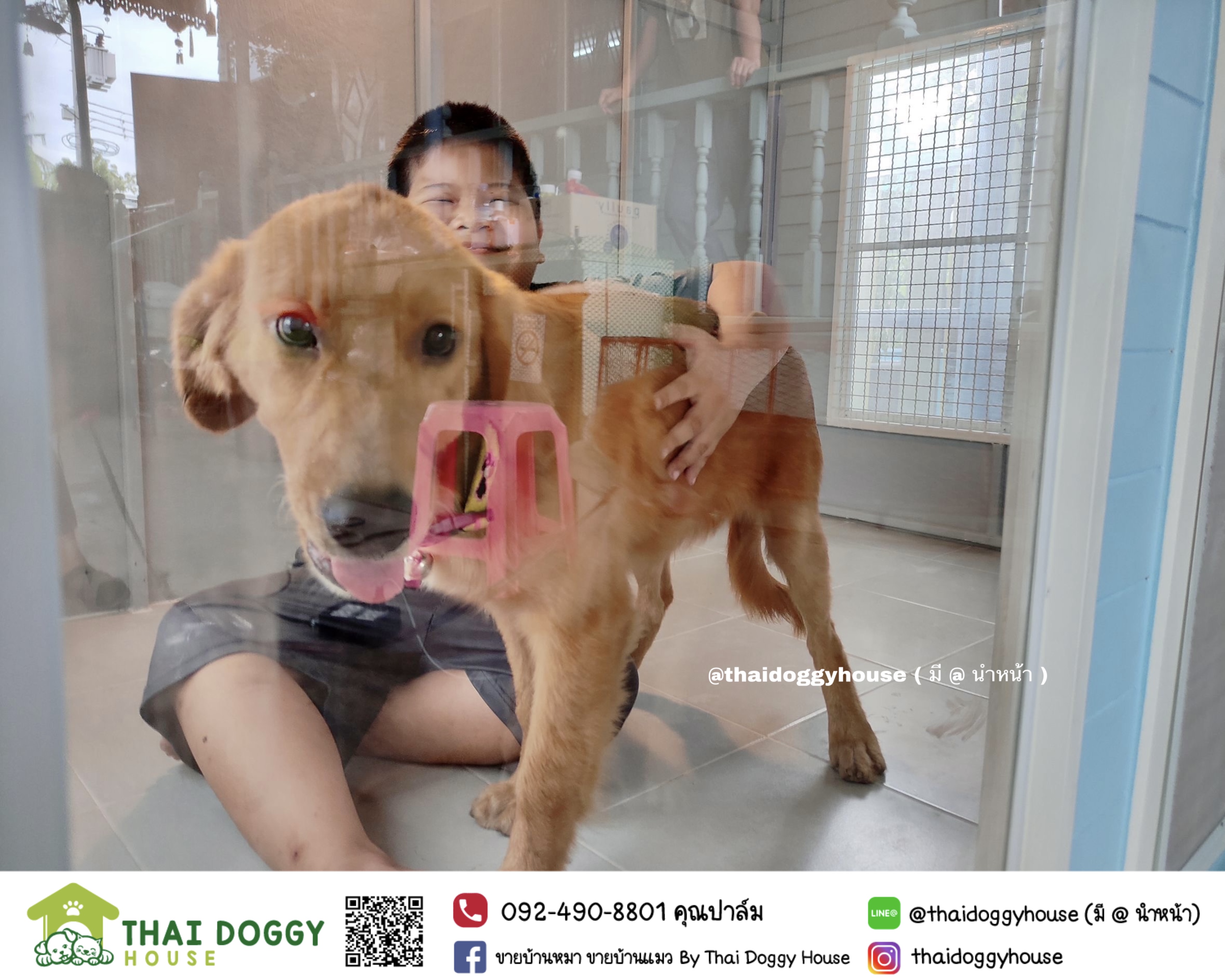 บ้านหมา บ้านแมวหลังใหญ่ โทนสีฟ้าสว่างสดใส แบบขายดีที่สุดดดดด ‼️