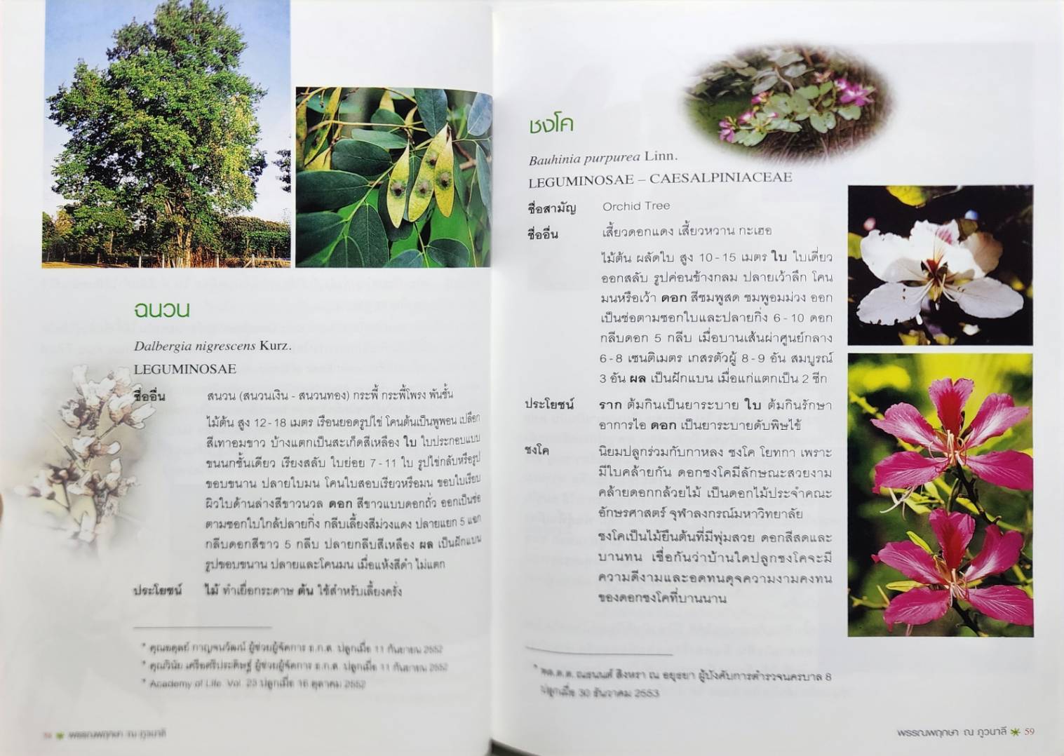 พรรณพฤกษา ณ ภูวนวลี 027175