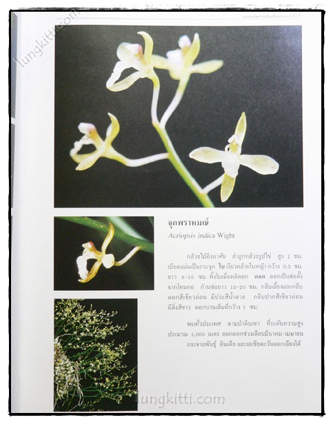 สวนพฤกษศาสตร์สมเด็จพระนางเจ้าสิริกิติ์ กล้วยไม้ไทย 023519 (1)