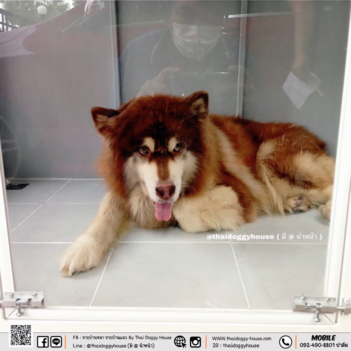 บ้านหมา บ้านแมว Box Style ตะแกรงเหล็ก มุ้งลวด