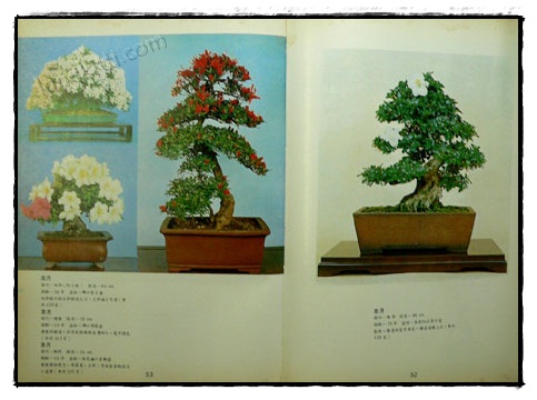 คู่มือบอนไซ 019627 (1)
