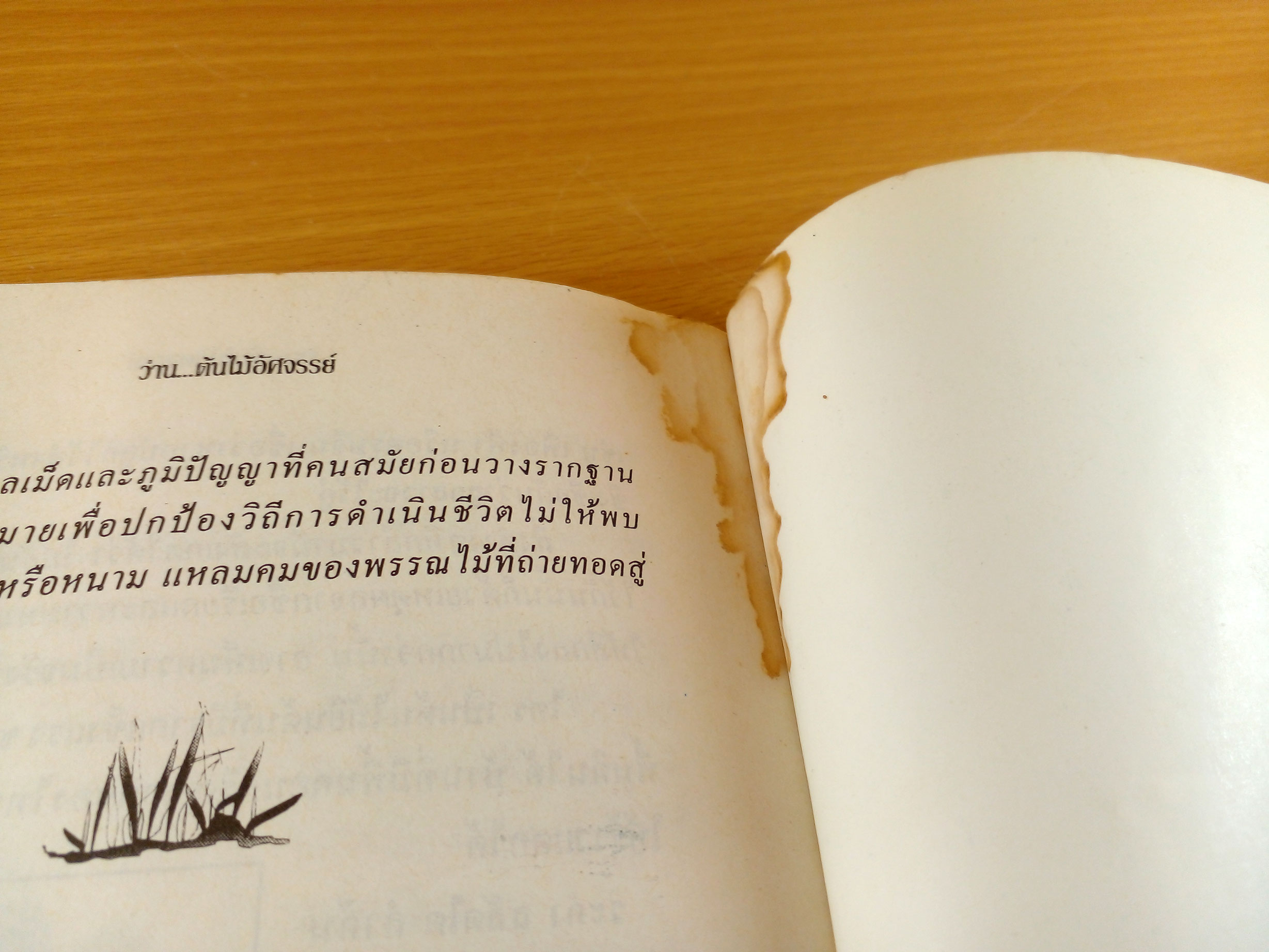 ว่าน ต้นไม้อัศจรรย์