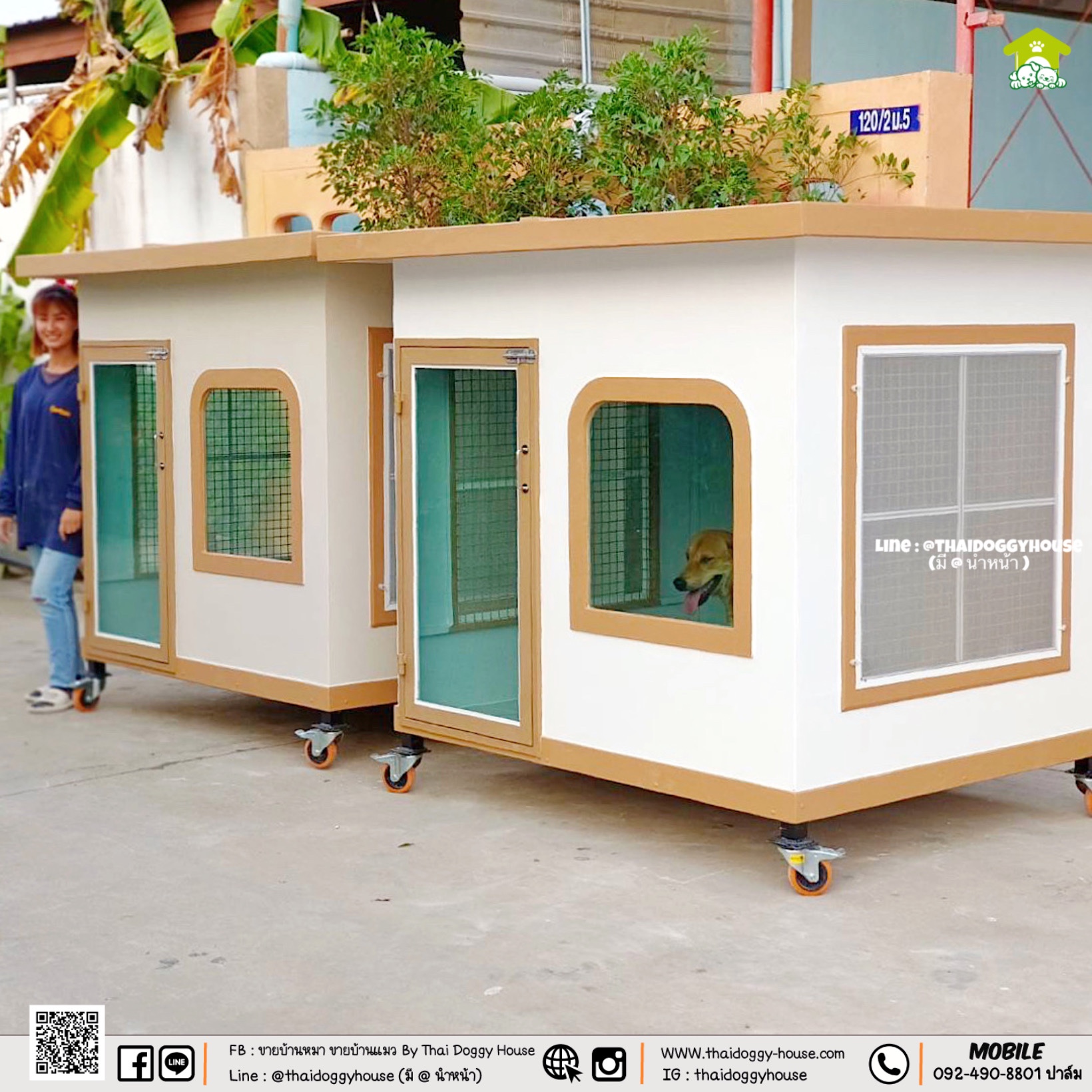 บ้านหมา บ้านแมว " 𝐓𝐇𝐀𝐈 𝐃𝐎𝐆𝐆𝐘 𝐇𝐎𝐔𝐒𝐄 " 🐕🦺🐈 แบบใหม่ล่าสุดของทางร้าน ดีไซน์ทันสมัย ให้ความรู้สึกเรียบหรู สวยงาม