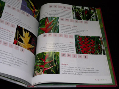 กล้วยจัดสวน / เฉลิมศักดิ์ บุญทวี 012275 (1)