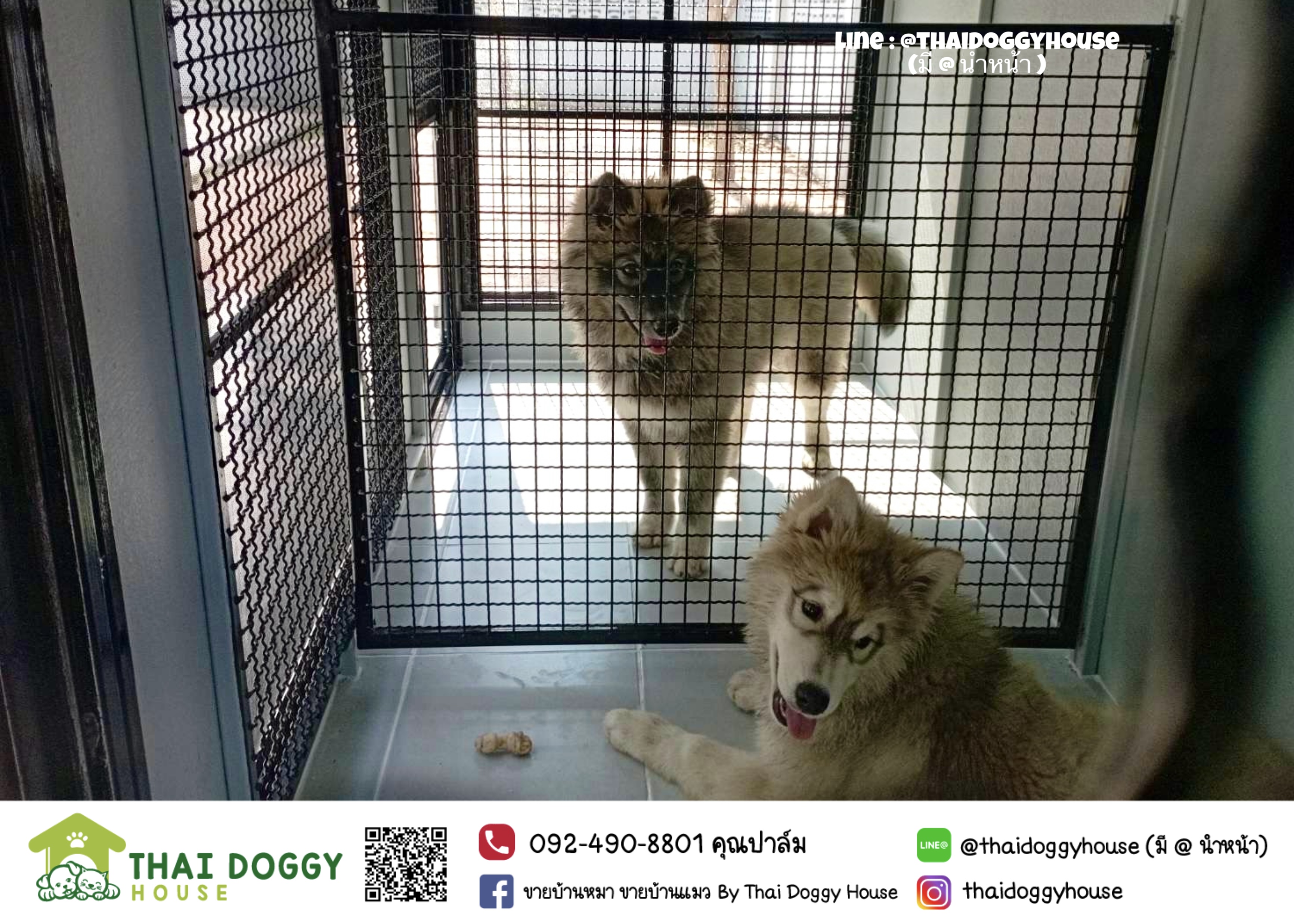 บ้านหมา บ้านแมว บ้านน็อคดาวน์ บ้านสัตว์เลี้ยง แบบพัดลมมีตะแกรงเหล็ก มุ้งลวดทุกหลัง By Thai Doggy House