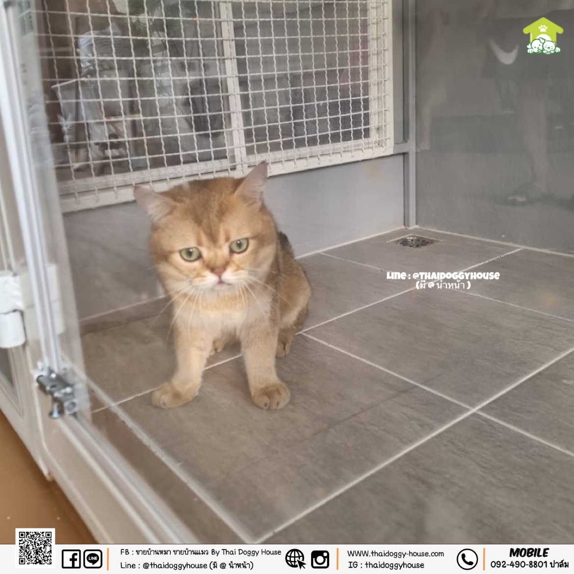 บ้านหมา บ้านแมว " 𝐁𝐎𝐗 𝐒𝐓𝐘𝐋𝐄 𝐁𝐘 𝐓𝐇𝐀𝐈 𝐃𝐎𝐆𝐆𝐘 𝐇𝐎𝐔𝐒𝐄 " &#x