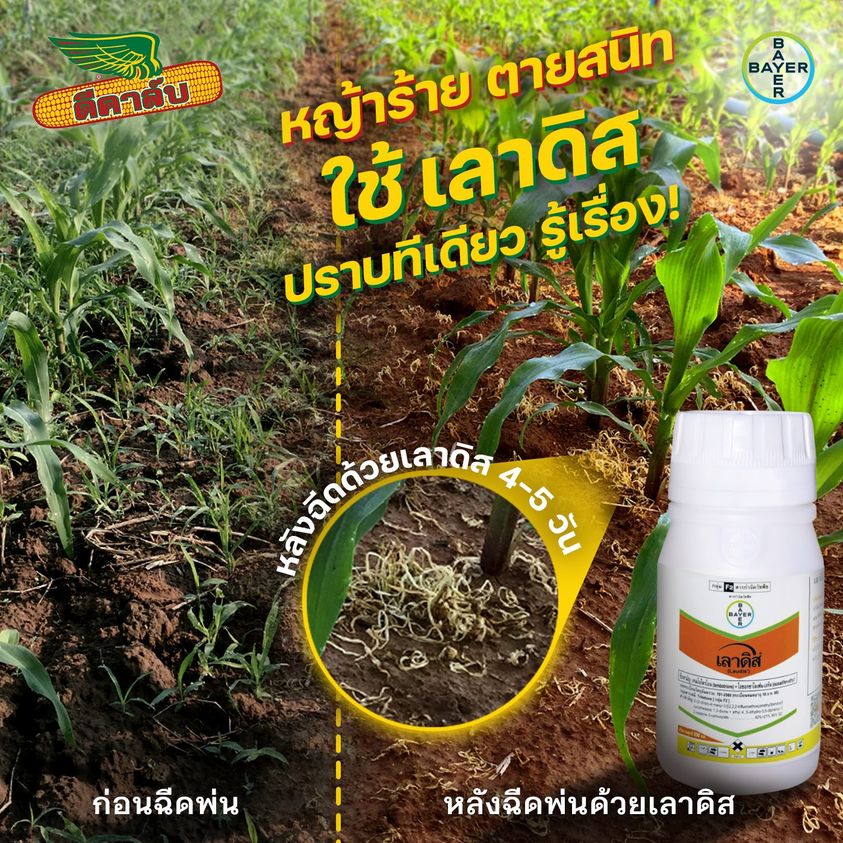 เลาดิส+ฮาสเทน 250ml.+ 500ml. เทมโปรไตรโอน กำจัดหญ้า วัชพืช ข้าวโพดผี ข้าวฟ่างผี ในไร่ข้าวโพด