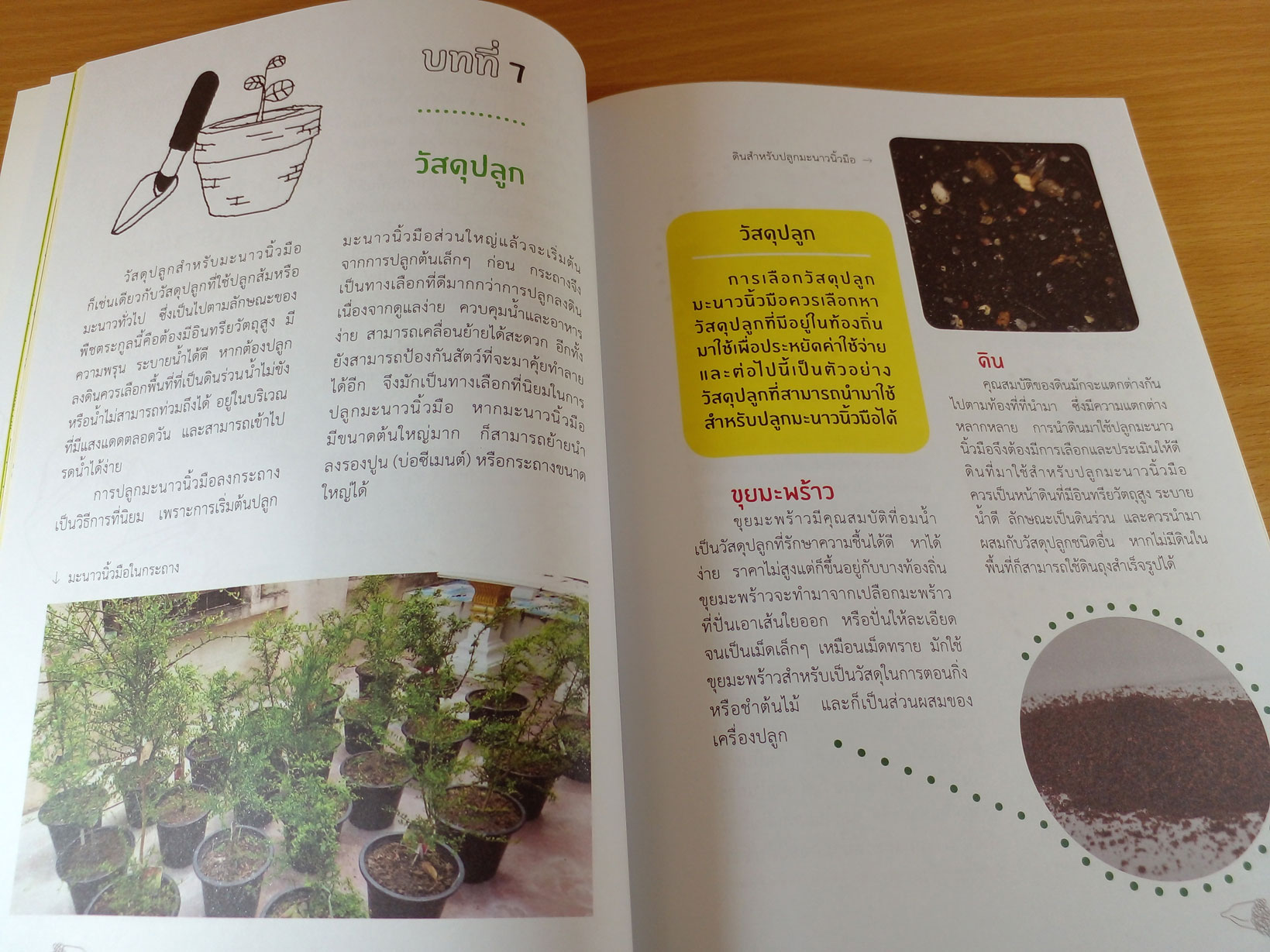 ทำเงินจากมะนาวนิ้วมือ เผยทุกขั้นตอนจากผู้ลงมือปลูกและสำเร็จจริง