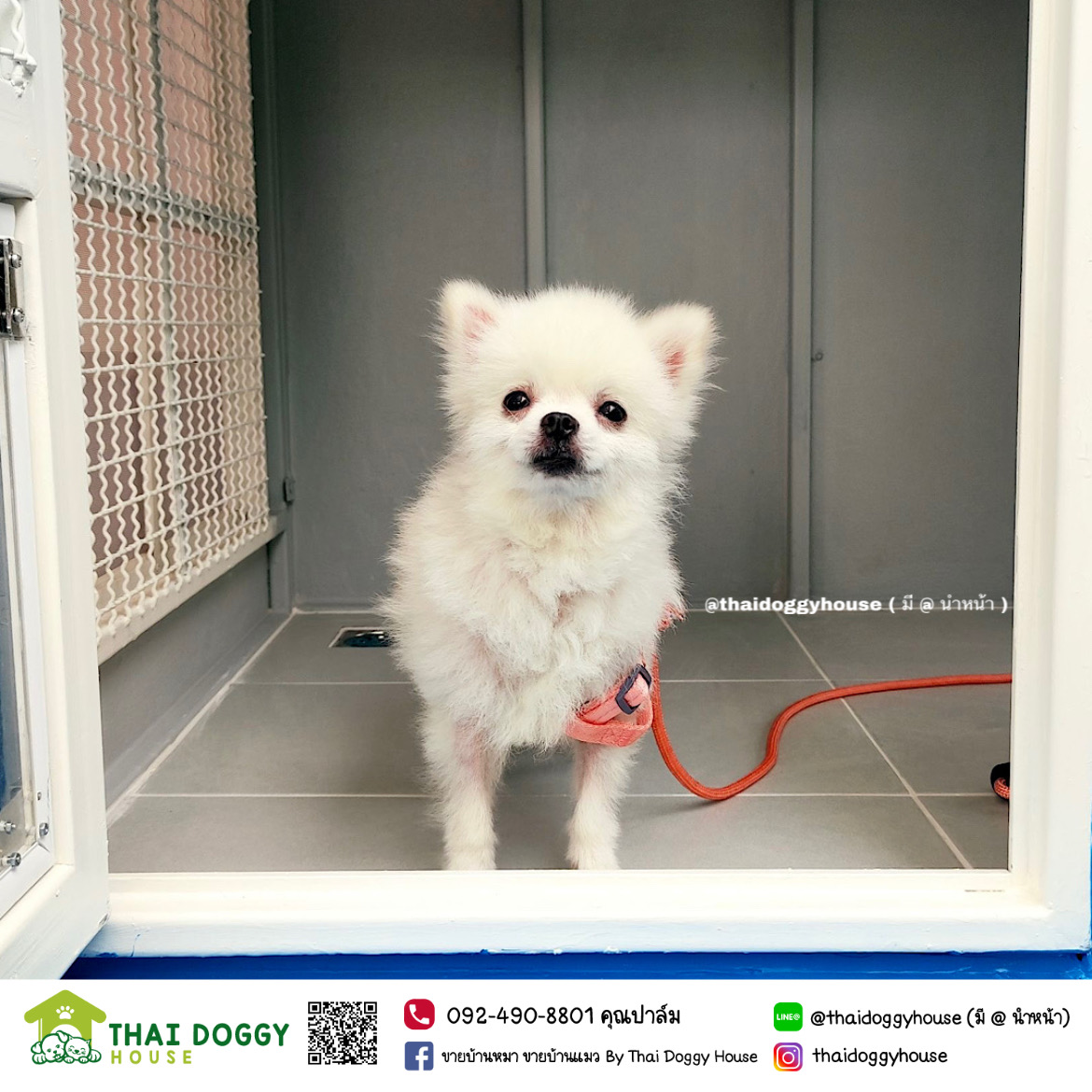 บ้านหมา บ้านแมว บ้านน็อคดาวน์ บ้านสัตว์เลี้ยง แบบพัดลมมีตะแกรงเหล็ก มุ้งลวดทุกหลัง By Thai Doggy House