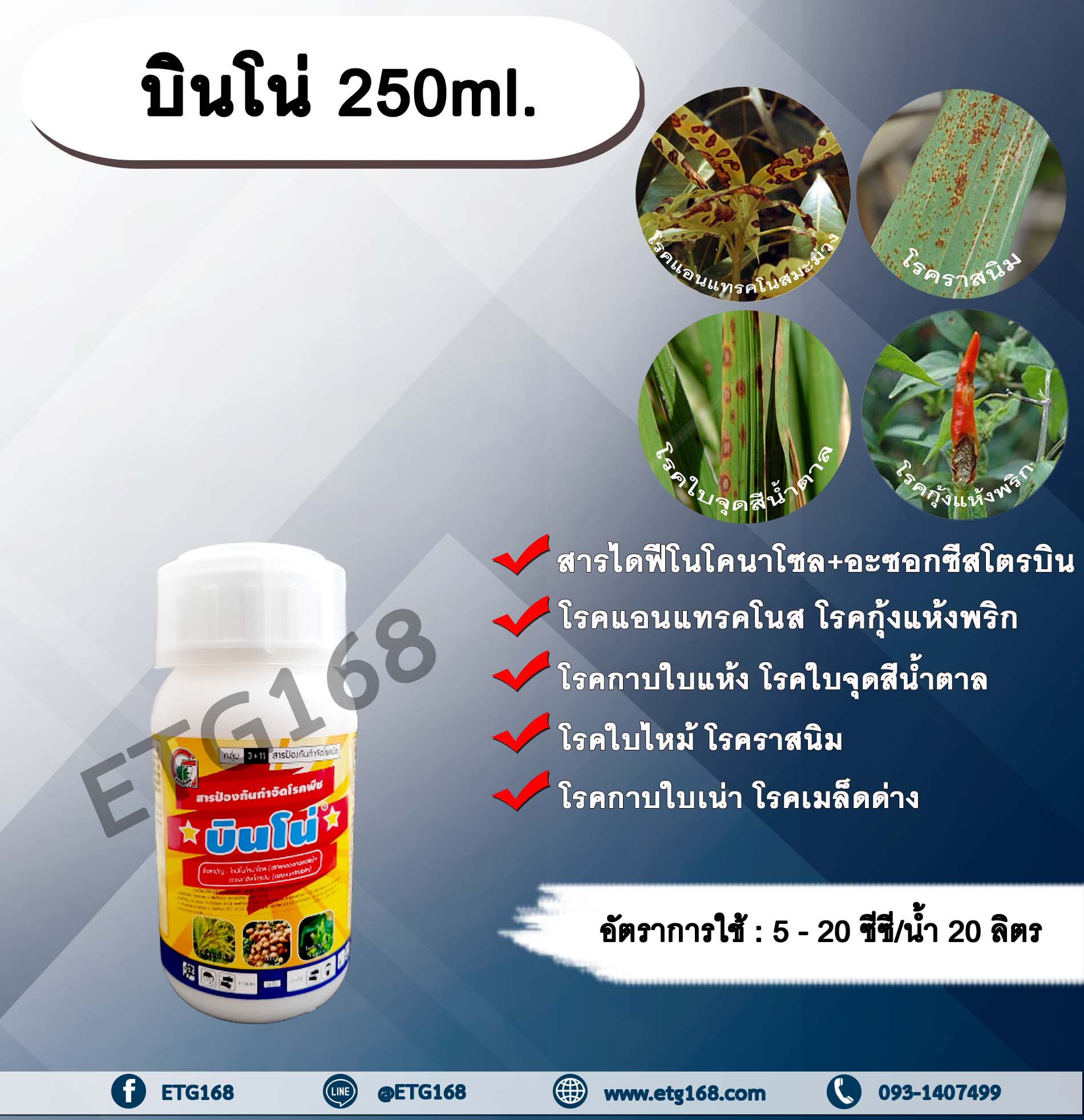 บินโน่ 250ml. ไดฟีโนโคนาโซล+อะซอกซีสโตรบิน สารป้องกันกำจัดโรคพืช กำจัดเชื้อรา โรคกาบใบแห้ง กาบใบเน่า ใบจุดสีน้ำตาล โรคเมล็ดด่าง โรคแอนแทคโนส โรคกุ้งแห้งพริก โรคราสนิม โรคใบไหม้ โรคใบจุด กรีนลีฟส์ allaboutplants