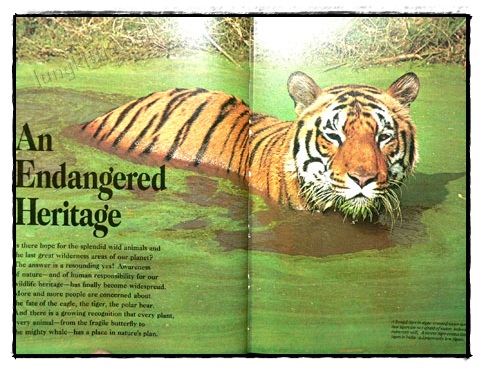Our Magnificent Wildlife - How To Enjoy and Preserve It 019621 (1)