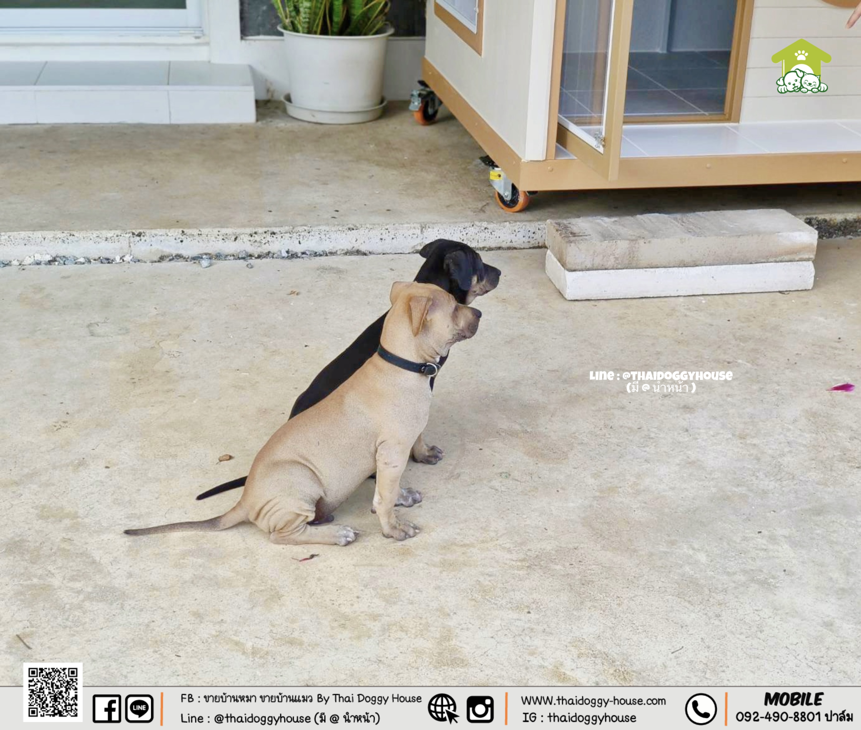 🏡 💛💛 𝐌𝐔𝐉𝐈 𝐒𝐓𝐘𝐋𝐄 💛💛 บ้านหมา บ้านแมว ที่เน้นความเรียบง่าย สบายตา พร้อมกับโทนสีที่ลงตัว ไว้มุมไหนของบ้านก็สวยงาม 🐈🦮