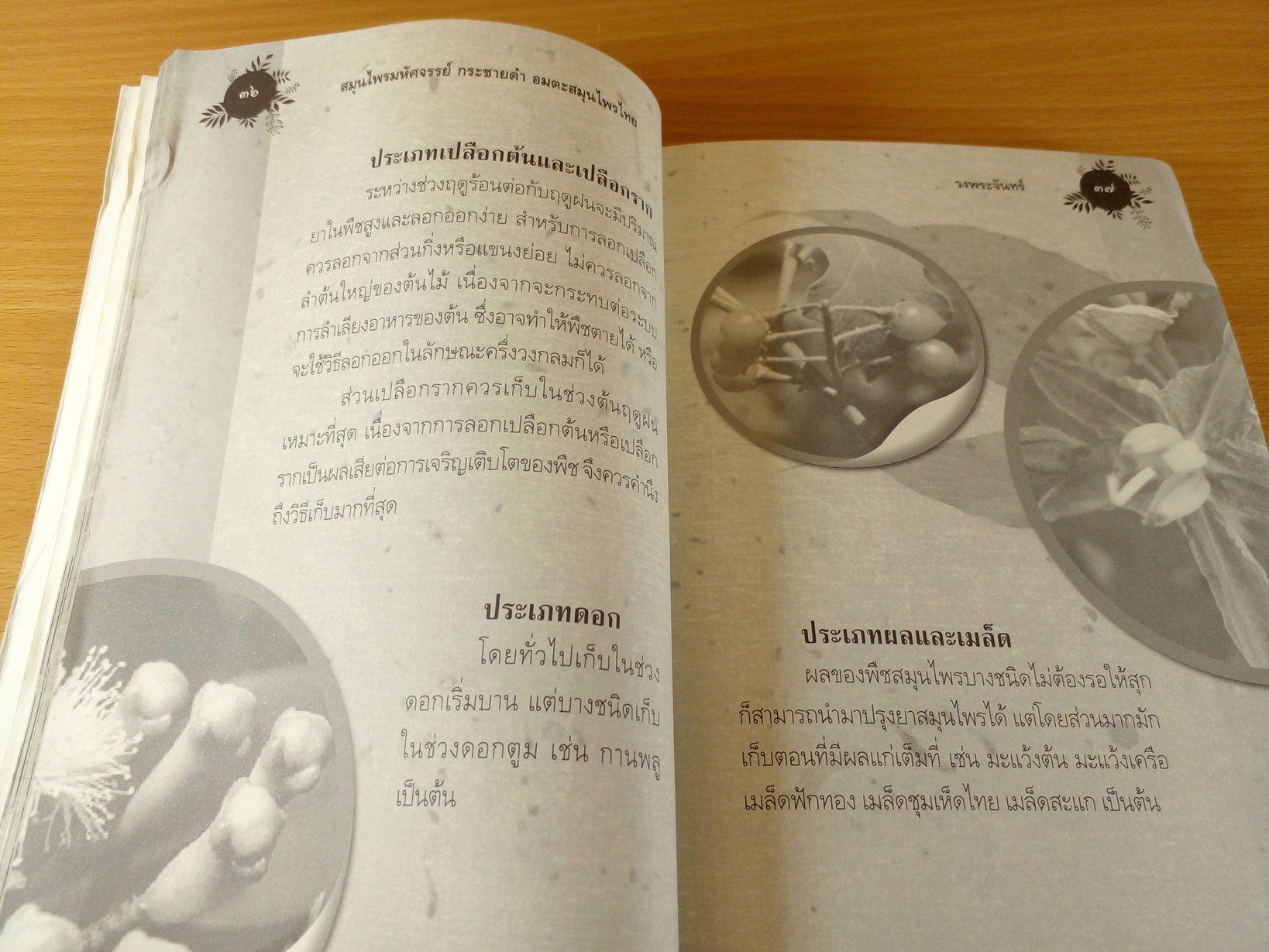 กระชายดำ อมตะสมุนไพรไทย