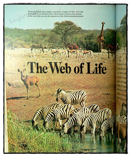 Our Magnificent Wildlife - How To Enjoy and Preserve It 019621 (1)