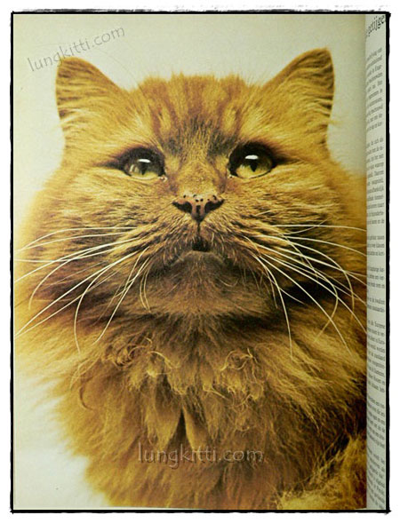 DE WONDERLIJKE NATUUR :DE KAT ALS HUISDIER 019619 (1)