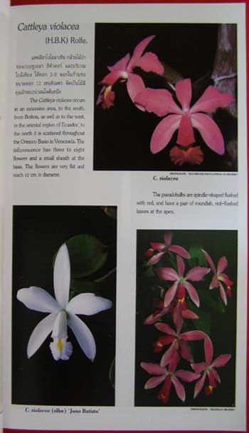 ความสุข จากกล้วยไม้ THE HAPPINESS FROM ORCHIDS (VOL. 1) 005784 (1)