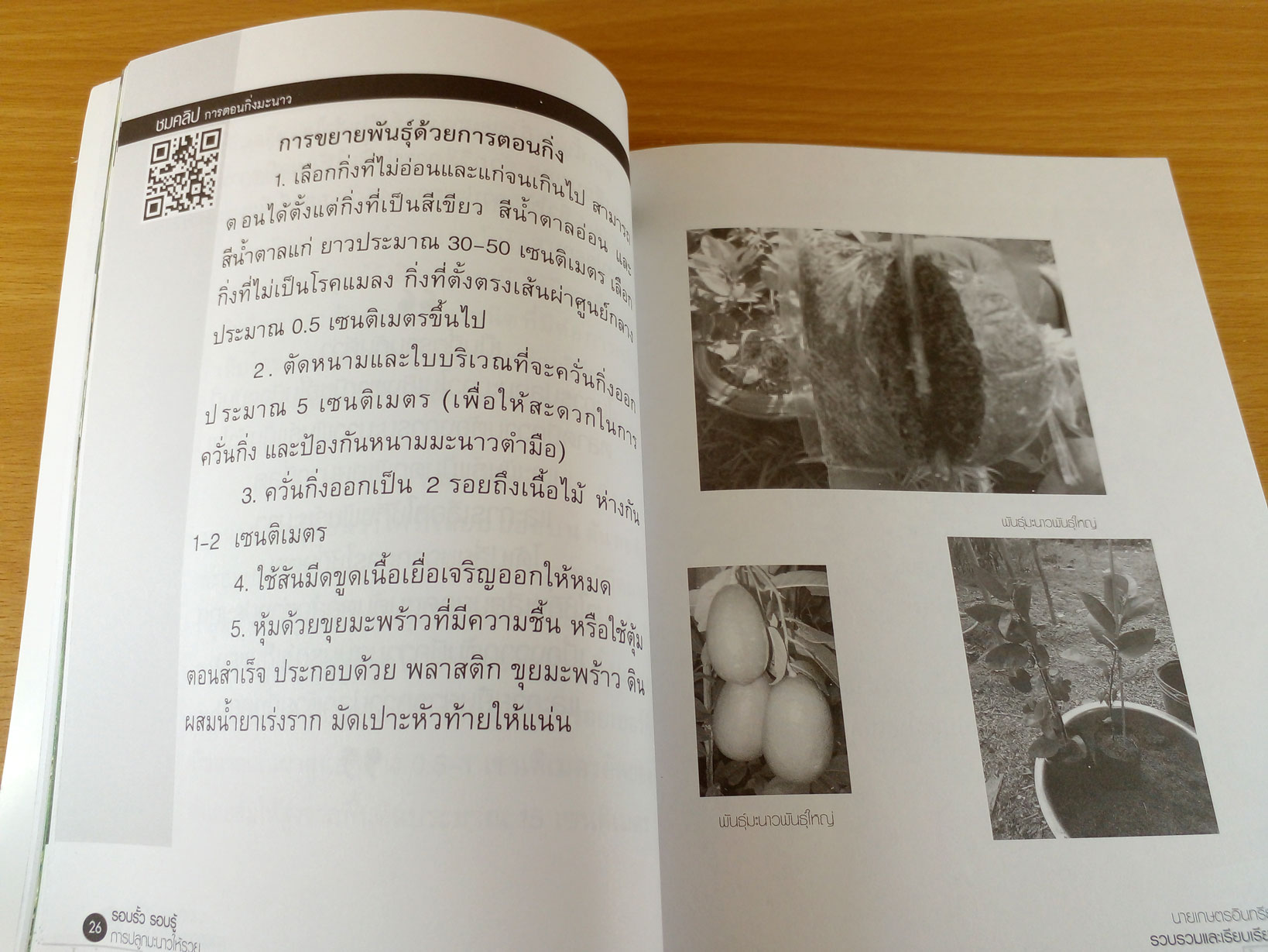 รอบรั้ว รอบรู้ การปลูกมะนาวให้รวย