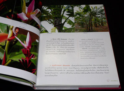 กล้วยจัดสวน / เฉลิมศักดิ์ บุญทวี 012275 (1)