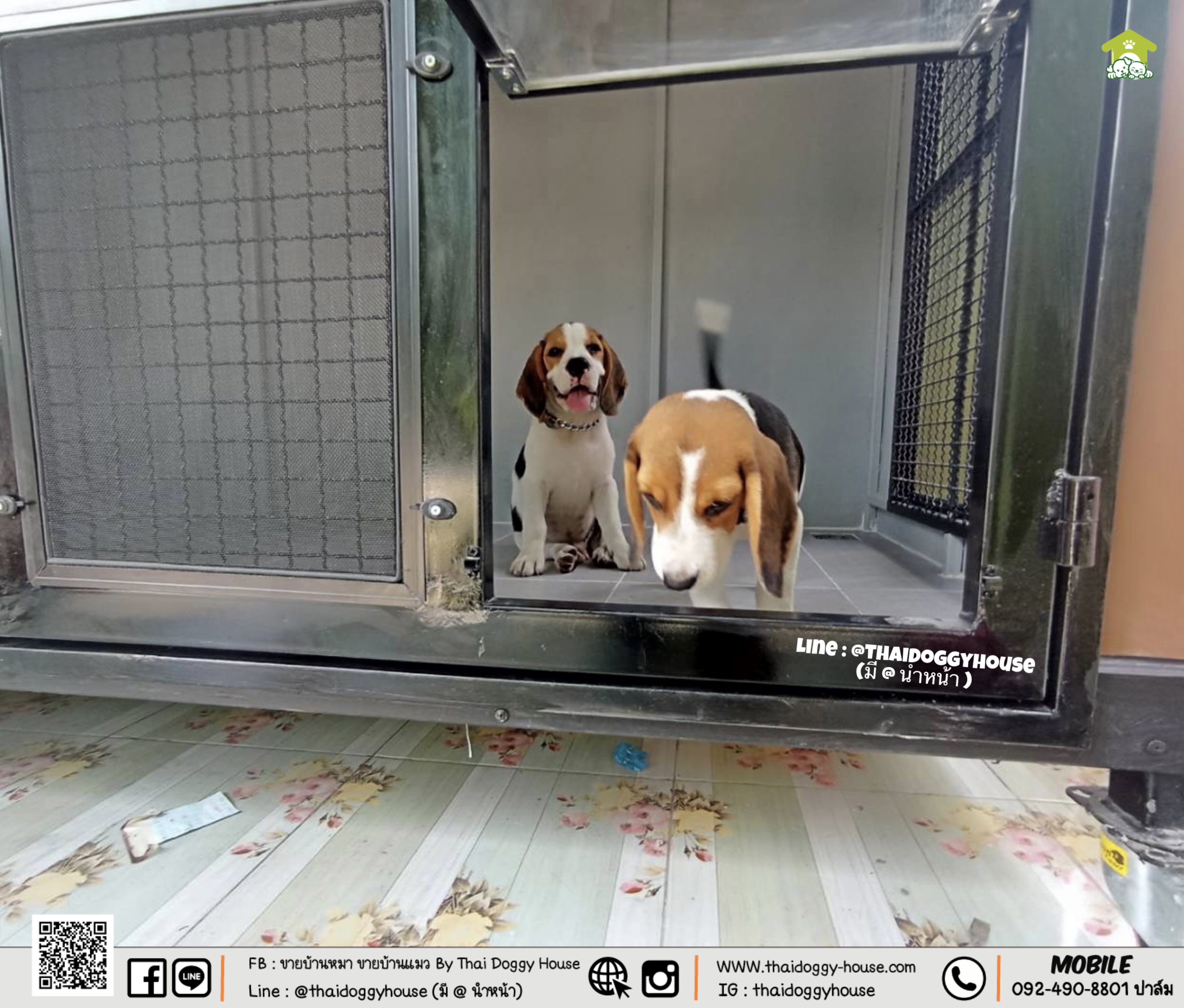 บ้านหมา บ้านแมว " 𝐁𝐎𝐗 𝐒𝐓𝐘𝐋𝐄 𝐁𝐘 𝐓𝐇𝐀𝐈 𝐃𝐎𝐆𝐆𝐘 𝐇𝐎𝐔𝐒𝐄 " &#x