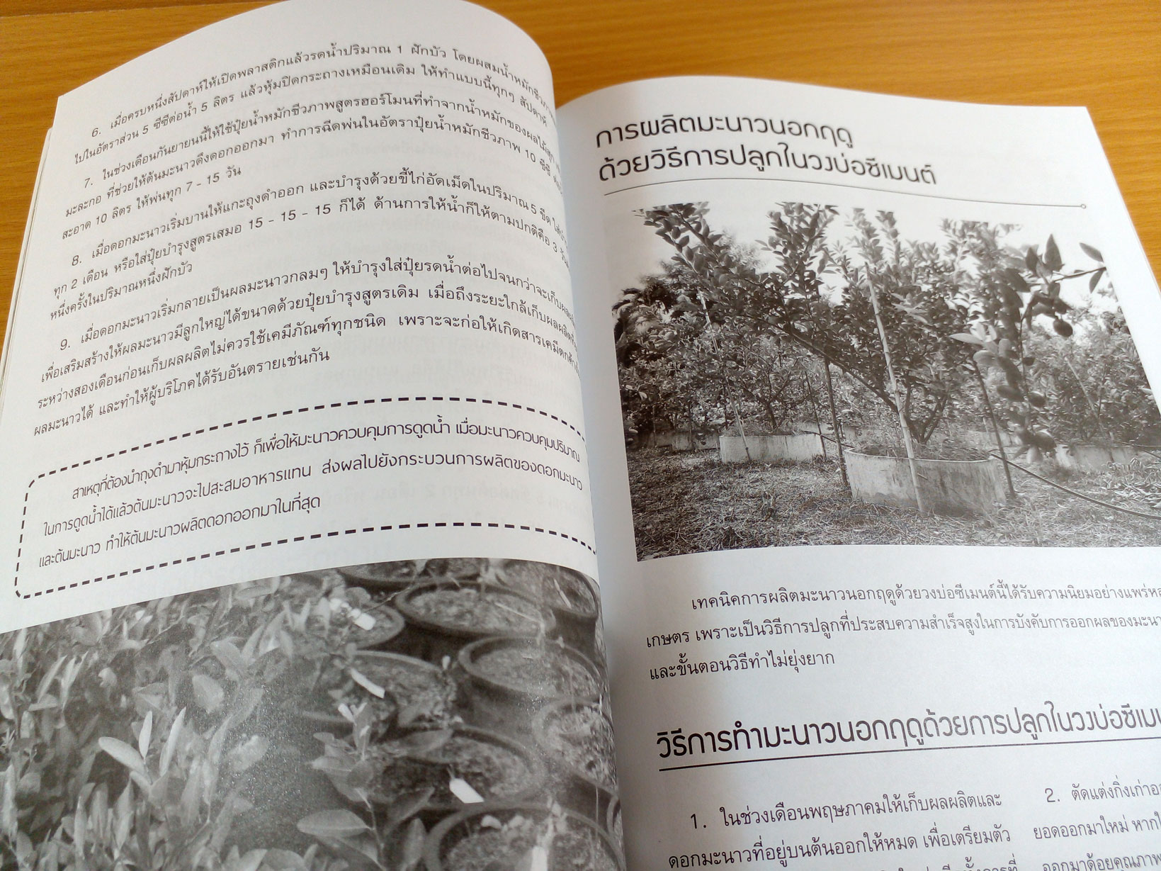 สร้างกำไรด้วยการปลูกมะนาว+ขายต้นกล้า