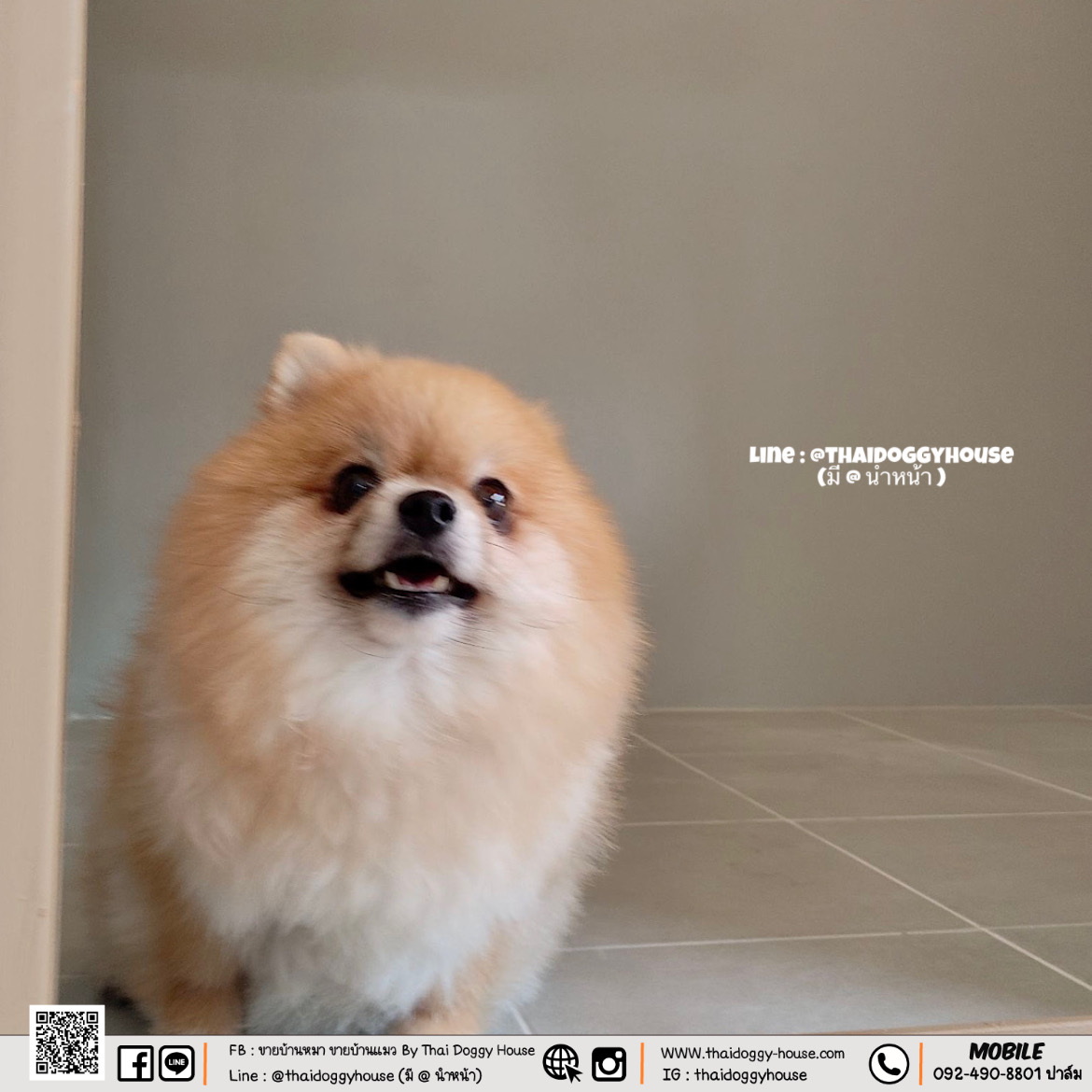 𝑴𝒖𝒋𝒊 𝑺𝒕𝒚𝒍𝒆 บ้านหมา บ้านแมว รองรับการติดแอร์