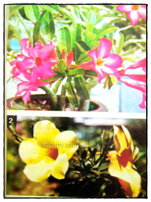 พันธุ์ไม้รอบบ้าน และการจัดสวน 025180