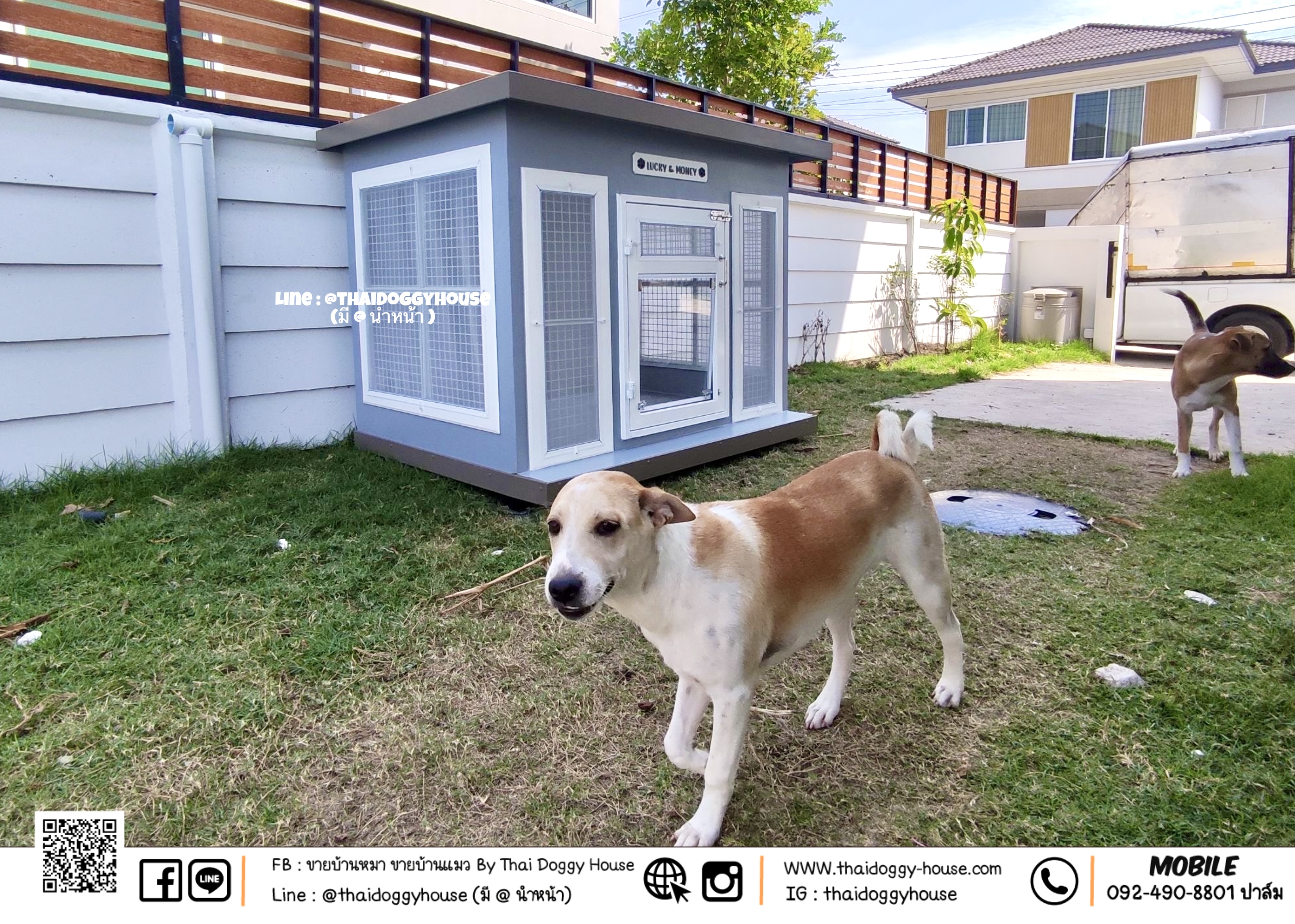 บ้านหมา บ้านแมว Box Style ราคาถูก