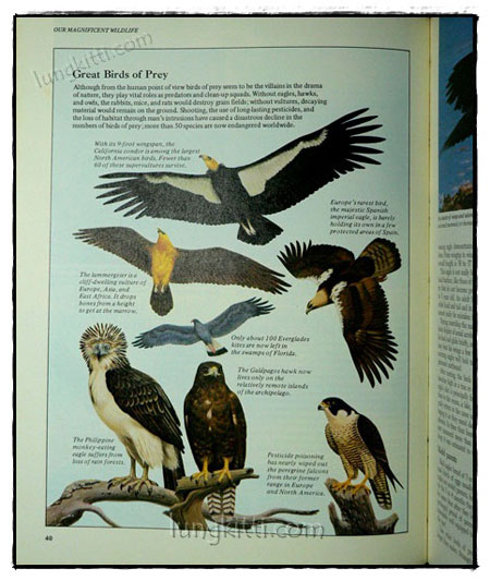 Our Magnificent Wildlife - How To Enjoy and Preserve It 019621 (1)