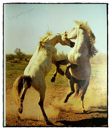 SCHOONHEID VAN HET PAARD 019622 (1)